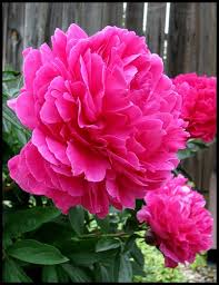 Божурът &ndash; символ на просперитет