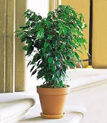 ficus