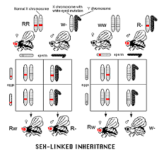 ... on sex chromosomes are inherited ...