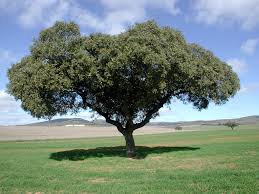 EL ARBOL DE LAS MIL HOJASSSSSSSSSS......... Encina