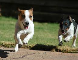 Leash-optional dog parks are a great ...