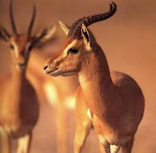 ������ ���� ������ �� ���� ������