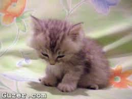 My Favorite Cute Thing Falling 