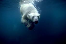 Foto di underwater - alaska-in-pictures