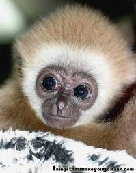 external image 194-monkey-baby.jpg