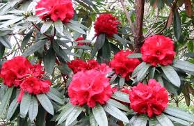 http://tbn1.google.com/images?q=tbn:0syltUgd32vhDM:http://www.mooseyscountrygarden.com/botanical-gardens/red-rhododendron-ilam.jpg