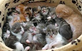 box_o_kittens.jpg