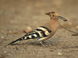 burung Hud-Hud