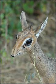 Foto di dik dik - ac.uk
