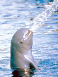 �IRRAWADDY DOLPHIN� is the term that 