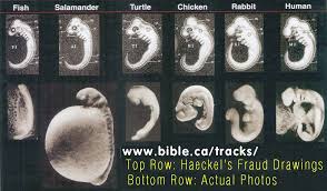 EMBRYOLOGY – A Power Point Presentation
