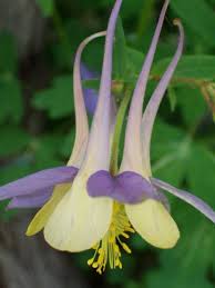 Columbine flower