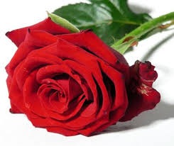 http://images.google.es/imgres?imgurl=http://blog.ravalnet.org/santjordi/wp-content/gallery/sant-jordi/pepacanognoviadejoserosa.jpg&imgrefurl=http://blog.ravalnet.org/santjordi/sant-jordi/&usg=__Ev5DRNHRT-LcsS8E87a0-Nfv23U=&h=371&w=440&sz=22&hl=es&start=16&tbnid=7cRJOnKZWxKMdM:&tbnh=107&tbnw=127&prev=/images?q%3Dsant%2Bjordi%26gbv%3D2%26hl%3Des