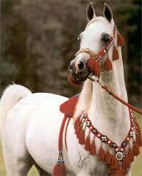 الخيول العربية في البلاد العربية Redimpt