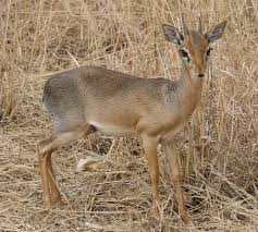 Foto di dik dik - edu