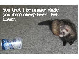 ferret