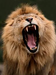 معلومات و غرائب طريفة....!!!  Lion