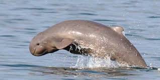 The Snubfin Dolphin is Townsvilles 
