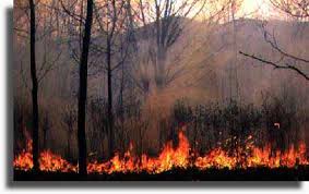 Пожар в Луганской области уничтожил 150 га леса