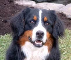 Bernese Mountain Dog Information and 
