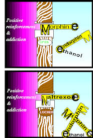 Naltrexone blocks the effects of 