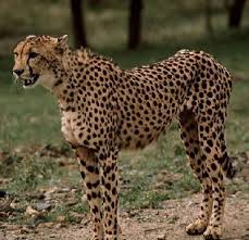 الثديااااااااااات Cheetah