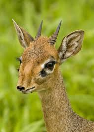 Foto di dik dik - org(Pocket%2520sized%2520antelope).JPG&imgrefurl=http://www.cedcc.psu.edu/khanjan/ccKenya/best_of_kenya.htm&usg=__a5wttRCSGSQ3fS_IG2HMSeqLjrw=&h=768&w=1024&sz=429&hl=en&start=6&tbnid=bqVxxz8_5kTHGM:&tbnh=113&tbnw=150&prev=/images%3Fq%3Ddik%2Bdik%2Bfiletype:jpg%26as_st%3Dy%26hl%3Den%26safe%3Doff%26ie%3DUTF-8>/