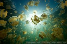 Jellyfish Lake, Palau | Eric Chengs 