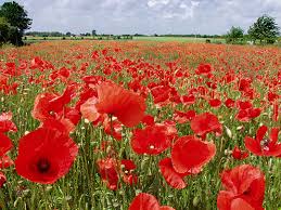 Champ_de_coquelicots_Papaver_rhoeas.jpg