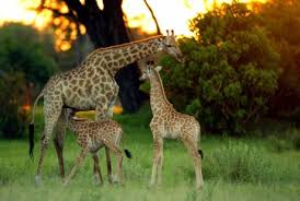 Wildlife Safari in Nepal Wildlife Safari in Nepal