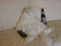 Funny Cats