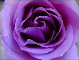 دع الوردة تتكلم Purple