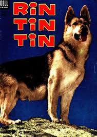 Rin-Tin-Tin Rin-Tin-Tin
