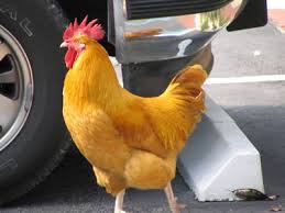 A feisty chick! A feisty chick!