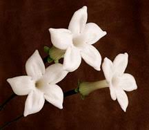 Flowers Inspiration photo 15