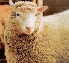 dolly sheep
