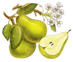Fructe dulci si sanatoase Fructe dulci si sanatoase
