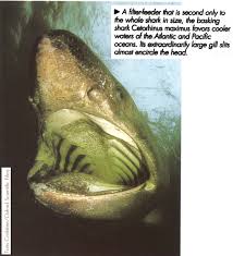 Planktivores - basking shark 