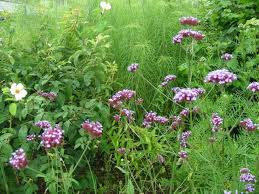 jardin-ens-ete-arnal-f-126.1208974073