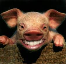 swine flu