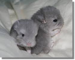 chinchillas