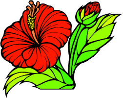 Flower: Hibiscus or Pua Aloalo