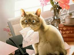 chat qui dévalise le fax
