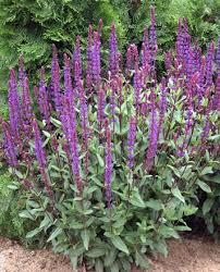May Night Meadow Sage - Salvia