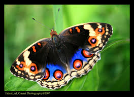 أجمل الأشياء في العالم !!!!!!! Butterfly2