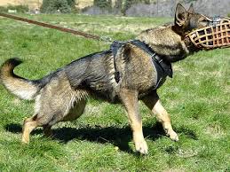 صــور كلاب Leather-dog-muzzle-basket-gsd-action