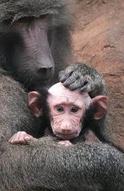 Bald Monkey and mum Bald monkey