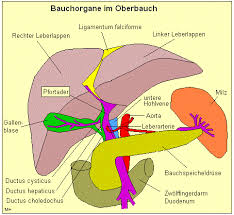 http://www.medizinfo.de/leber/anatomie/leberaufbau.shtml