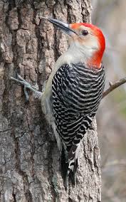 Red Bellied Woodpecker Red-bellied_Woodpecker-27527 Red Bellied Woodpecker