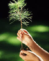 Ecologismo